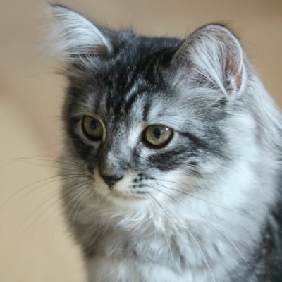 Lea_Siberian Profile Picture