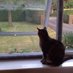 window cat (@thatwindowcat) Twitter profile photo