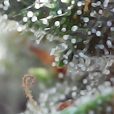 ojasflower's profile picture. 