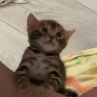 sagepaneer's profile picture. donut distab ❌