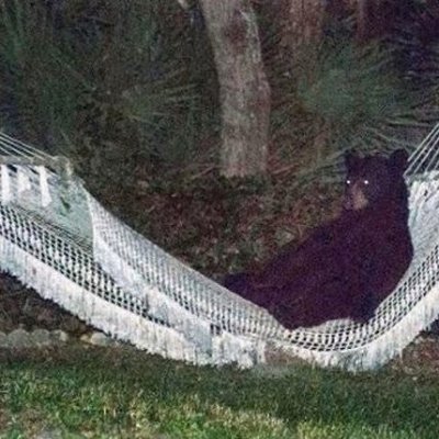 hammock_bear's profile picture. 