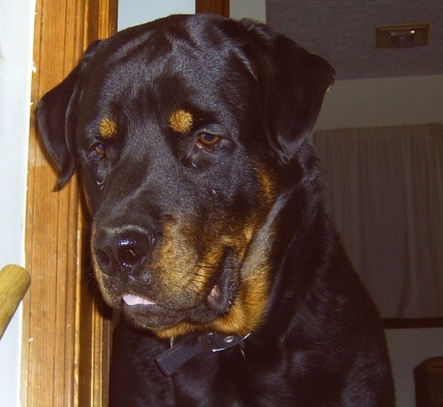 rottiedog06's profile picture. 