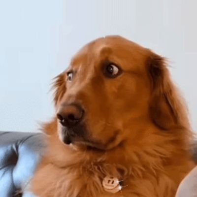 Daryl1040215's profile picture. How cute is my dog?😍