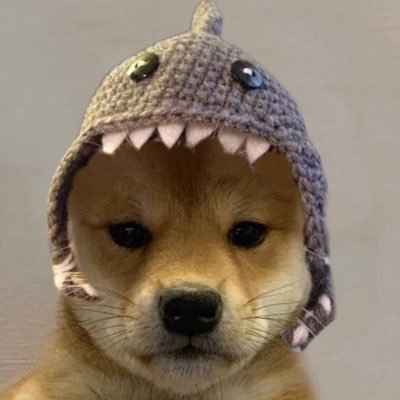 Cute Dog Wif Shark Hat | WIF's Bestfriend and SharkCat's Boyfriend 😉| 🦈🐶 SOL | BURNED 14.75%🔥| TICKER: SD | CA: 7XkTizeHkx1S3k4QvmbcRbsH2HqLmBFxNokrn4KmGdjk