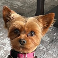 Lille (@lille1947) 's Twitter Profile