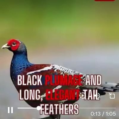 maleminao's profile picture. 