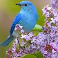بلبل. حيران..♥️🕊️💙🕊️💚🕊️♥️🪻🌼🌺 (@ryqjebwvhtaixc0) 's Twitter Profile