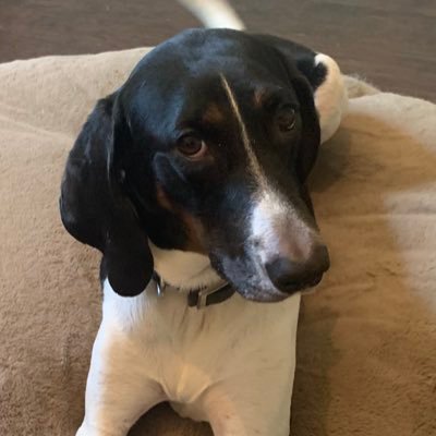 ciacontactufo's profile picture. Only dogs make it to Heaven; Sorry!