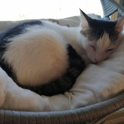 demirasya4's profile picture. 