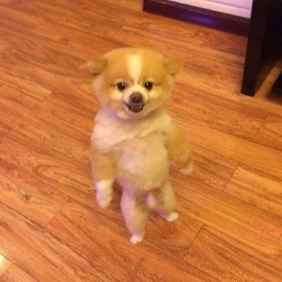 The most editable dog on the internet.  https://t.co/a4tBOhQvvX