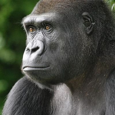 Just a political Gorilla