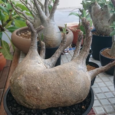 aktskm's profile picture. 