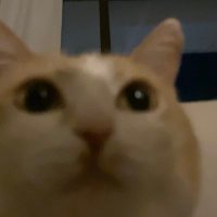 caah (@kyotoslum) 's Twitter Profile Photo caah (@kyotoslum) 's Twitter Profile Photo