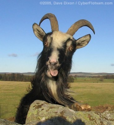 NickAvino's profile picture. Just passing through. BRFC supporter. Love my family. Try enjoying golf