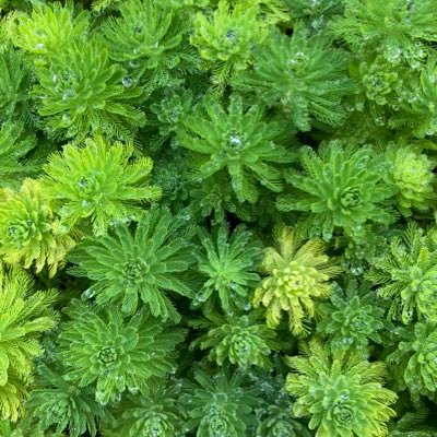 NChiro3's profile picture. 