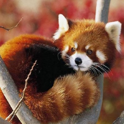 codersjj's profile picture. coder