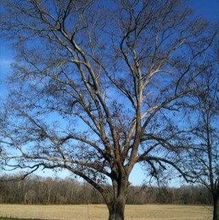 OldTownTree's profile picture. ISA Certified Arborist ~ Tree Care including Removal, Proper Pruning, Diagnosis, Hazard Assessment