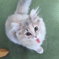 conn (@conn_j) 's Twitter Profile
