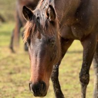 Unbridled Spirits Thoroughbred Retirement Ranch(@Unbridledones) 's Twitter Profile Photo