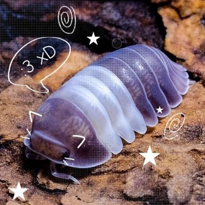 isopods ♡ insects ♡ fungus ♡ flora | one/ones | 18 exoskeletons shed