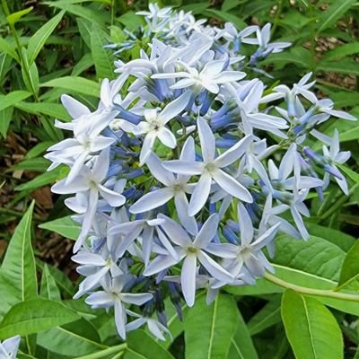 DanEff88's profile picture. The horny gardener.