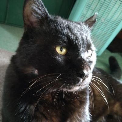 ジャンル混合垢。ボーカ○イドの青いお兄さんと黄色の弟妹を偏愛(ライフワーク)。お刀は柄まで通った織田刀推し。お司書は菊池沼。i7の三月は天使(真顔)。Re:vale箱推し。年期の入った腐女子。