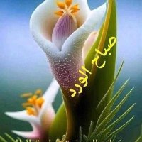 Ahmad شايب (@md9513135562061) Twitter profile photo