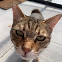 にょん (@_ponyonnyon) 's Twitter Profile