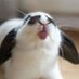 HannahFunnyBunny (@hannahfunnybun) Twitter profile photo HannahFunnyBunny (@hannahfunnybun) Twitter profile photo