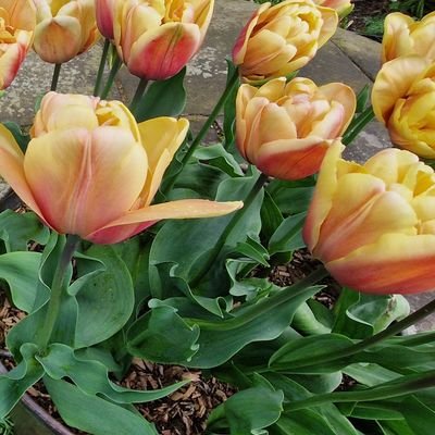 Head Gardener working at a private estate in Kent, South East of England. Previously worked at Sissinghurst Castle Garden in Kent, UK.