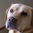 joselo1002's profile image