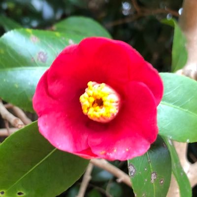 beginnertherapi's profile picture. 教育領域で働く臨床心理士・公認心理師。おっさん。