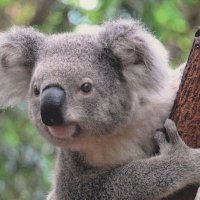 Walla Koala 🇸🇻(@WallaKoalaBear) 's Twitter Profileg