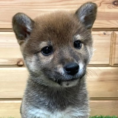 赤柴犬の茶飯です 🎂2022年12月8日青森生まれ