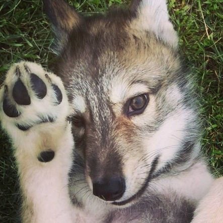 癒し系ペットで、尽くしてあげるペットだよ🐕️🐾ウルちゃんか、ウルたんって呼んで欲しいなぁ。アメコミ映画オタだよ。