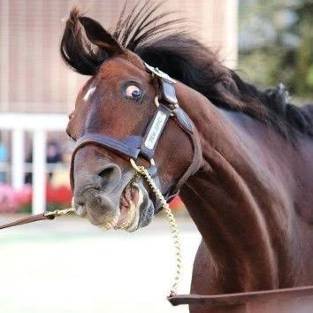 競馬初心者🔰 競馬ファンの方と仲良くなりたいです🐎