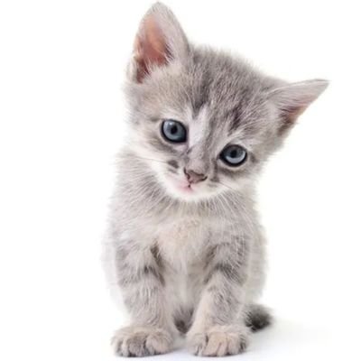 fm197544's profile picture. non mi interessano i follower. mi interessa solo seguire chi esprime idee e opinioni intelligenti. Per cui non mi rompete sul numero di miei follower.