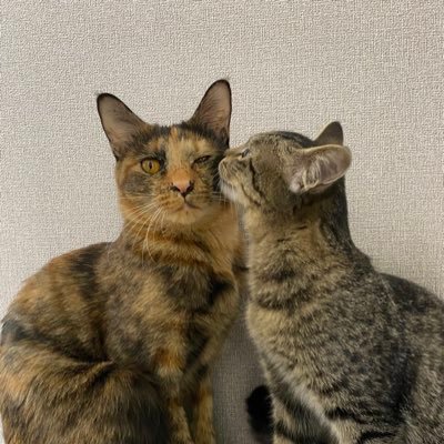 元保護猫2匹のアカウント🐈🐈‍⬛ビビリだけど甘えん坊お姉さん猫チロル（サビ）🎂2022.4.27/いたずら大好き食いしん坊妹猫ココア（キジトラ）🎂2023.8.1//インスタもやってます👇🏻