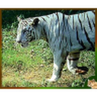 SourabhT1480's profile picture. 