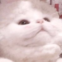 ちゅーる (@tyq_s2) 's Twitter Profile Photo ちゅーる (@tyq_s2) 's Twitter Profile Photo