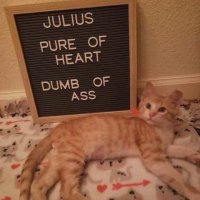 julius🏴☠️ (@juliustulips) 's Twitter Profile