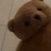 Tim 🐻 (@nyutimkun) Twitter profile photo Tim 🐻 (@nyutimkun) Twitter profile photo