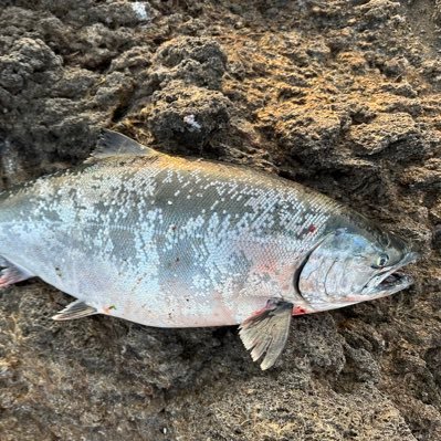 釣りのため・嫁のために働くフィッシュマン