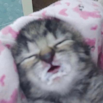 totoyete's profile picture. дед