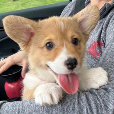 I am a Pembroke Welsh Corgi 🐶🐾 who lives with Kirk & Noel Schulz, @WSU President & First Lady #GoCougs