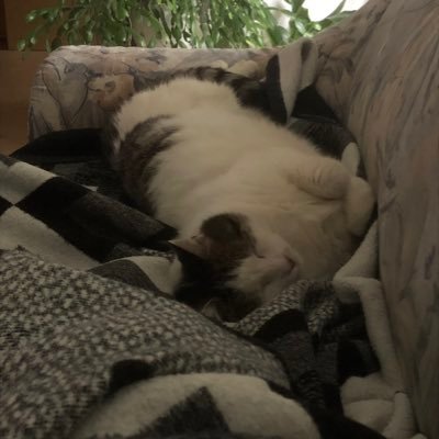 JuttaSt73's profile picture. 