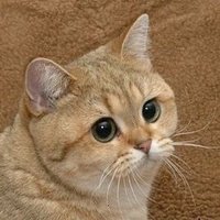 penguinlover86 (@wilmscript) 's Twitter Profile
