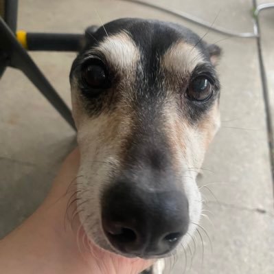lin_win17's profile picture. Denver ➡️ Louisiana. 2 dogs and 3 cats commanding my life. Always available to give bad advice.