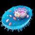 célula eucariota (@celulaeuca) Twitter profile photo