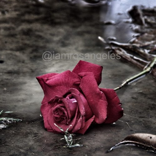 iamrosangeles's profile picture. Aquí no cabe....